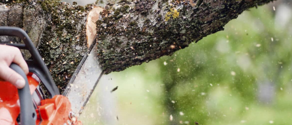 Tree Trimming Service