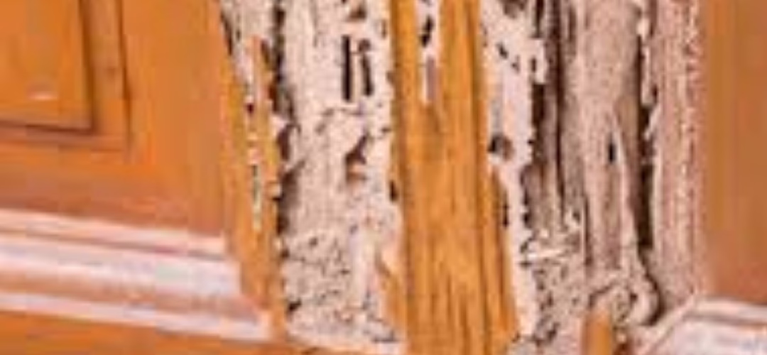 Termite-Damaged Wood – Can It Be Repaired
