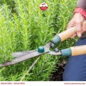 Common Gardening Mistakes Homeowners Make