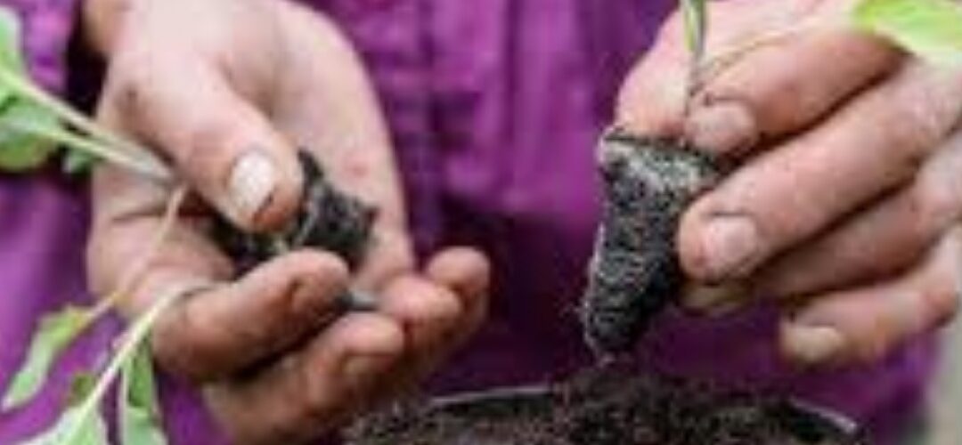 Common Gardening Mistakes Homeowners Make