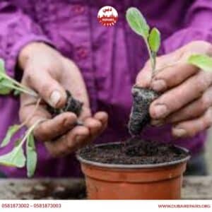 Common Gardening Mistakes Homeowners Make
