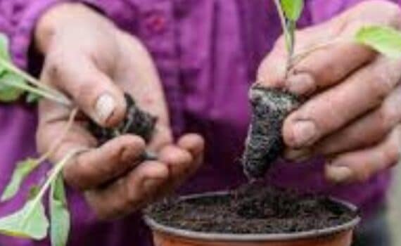Common Gardening Mistakes Homeowners Make